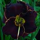 Spacecoast Back In Black Daylily